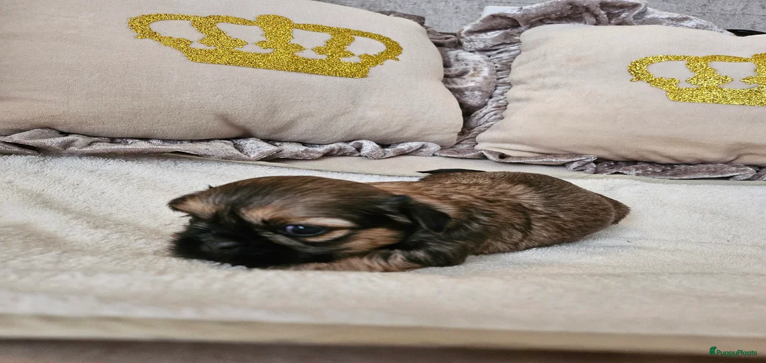 Galerij afbeelding {{count}}