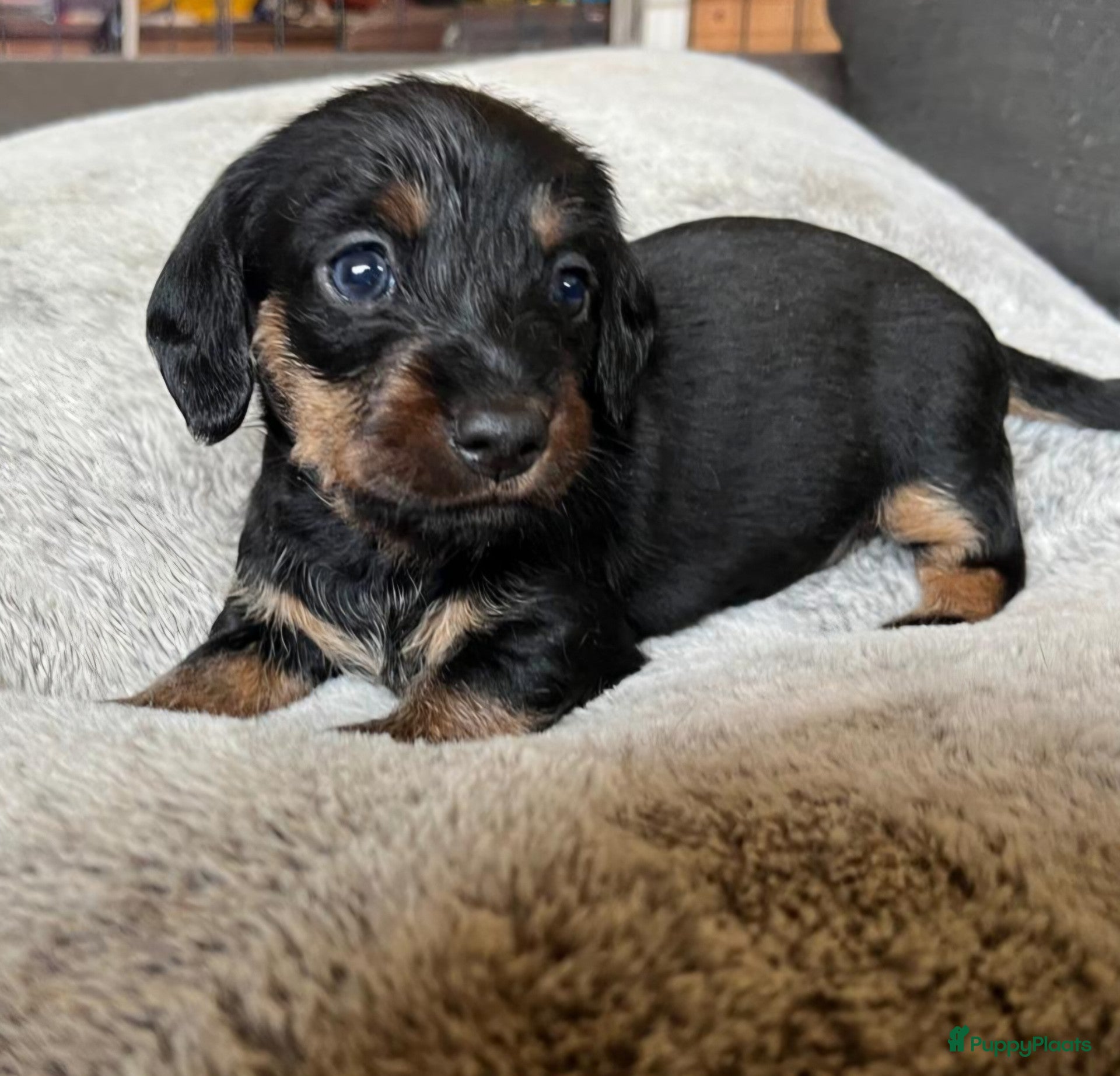 Kruising honden prachtige ruwhaar dwergteckel pups - Advertentie 2