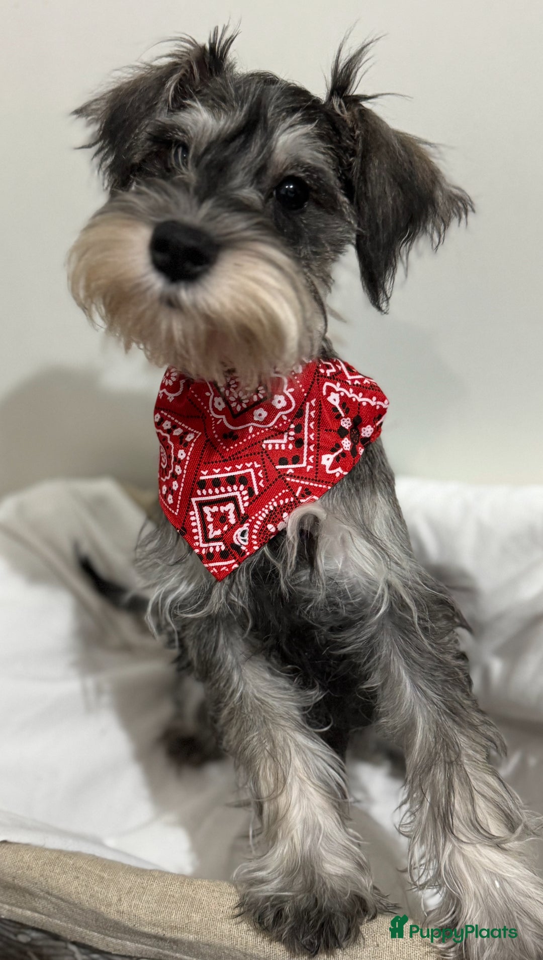 Dwergschnauzer honden te koop: Dwergschnauzer pups te koop - Advertentie 3