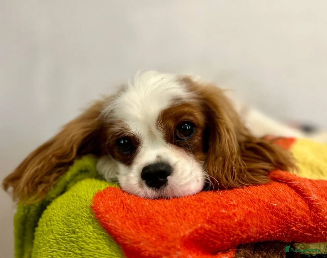 Cavalier King Charles Spaniel honden te koop: Cavalier King Charles Spaniel - Advertentie 2