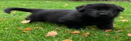 Duitse Herder honden te koop: Duitse herder pup nog 1 reu beschikbaar. - Advertentie 21