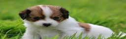 Kooikerhondje honden te koop: kooiker pups in Paterswolde - Advertentie 5