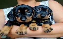Ruwhaar Teckel honden te koop: Standaard ruwhaar teckel  - Afbeelding 29