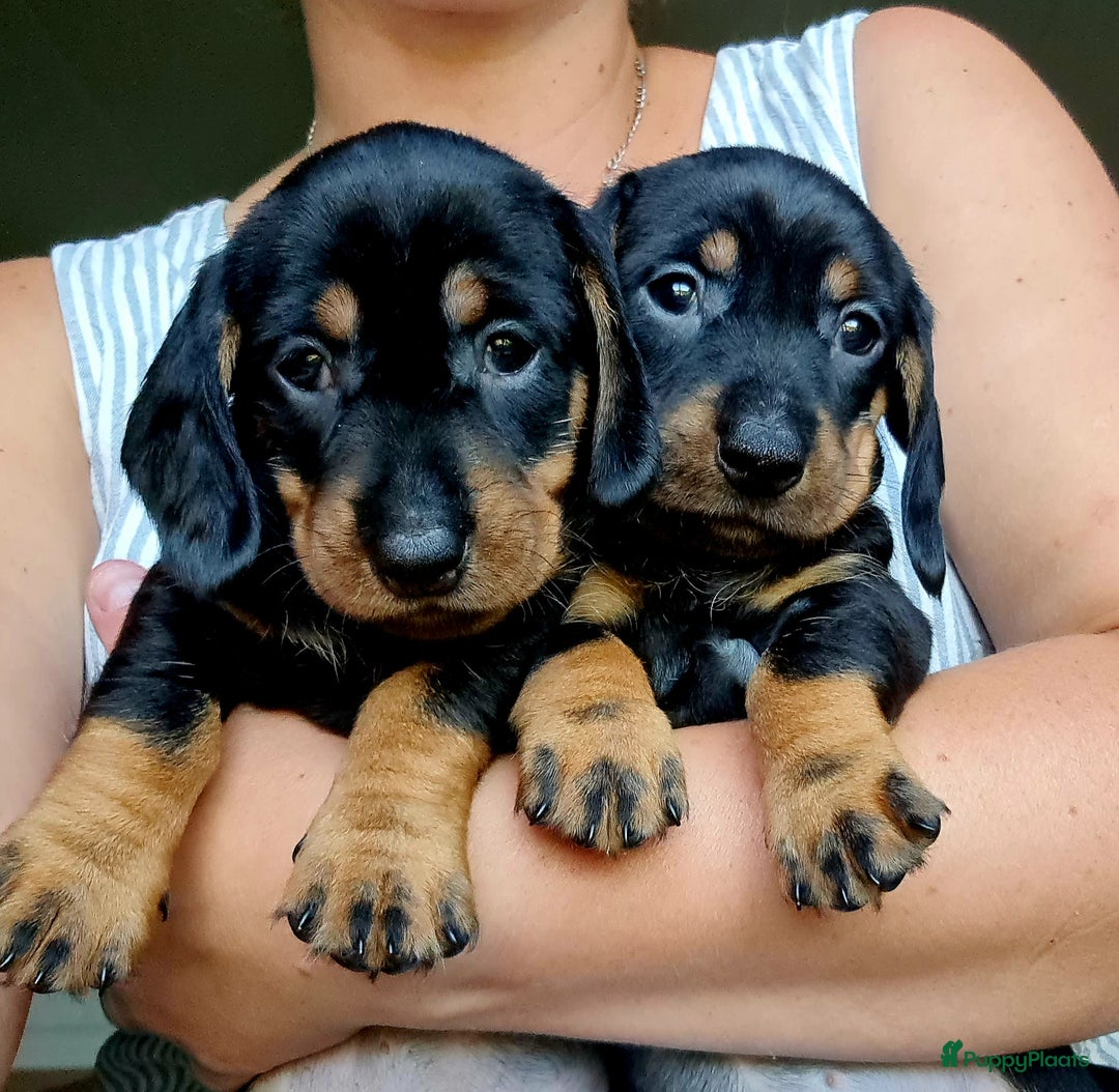 Ruwhaar Teckel honden te koop: Standaard ruwhaar teckel  - Afbeelding 29