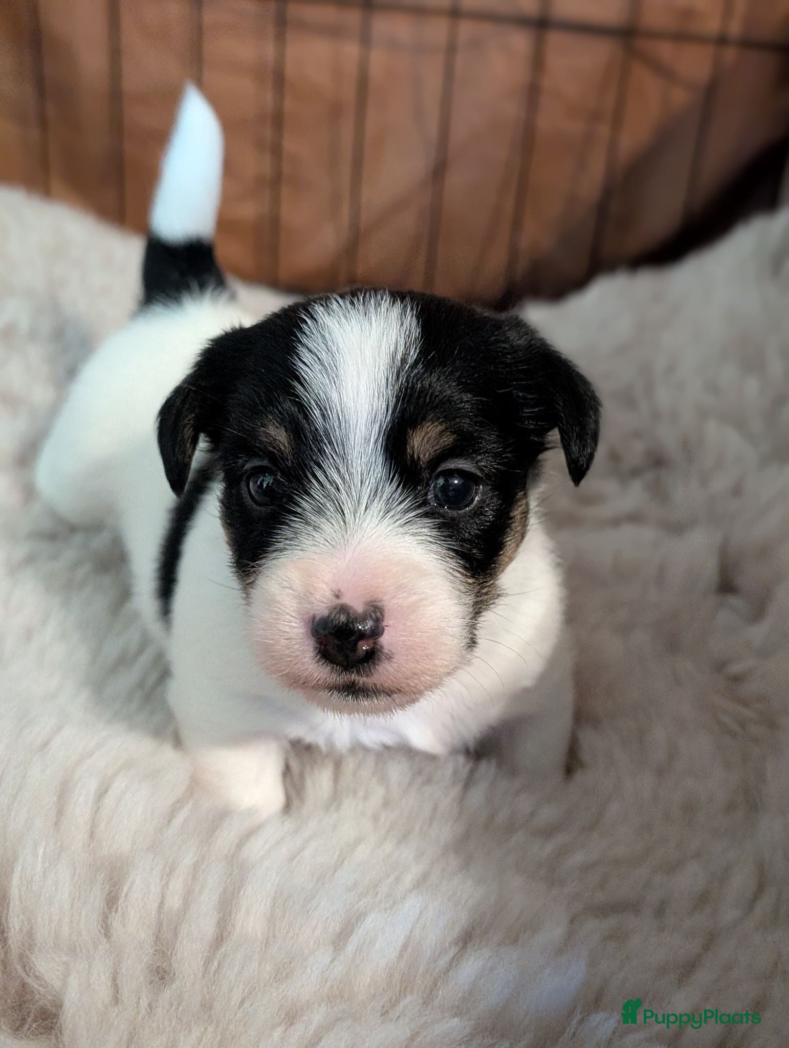 Jack Russel Terriër honden Raszuivere Ruwharige Jack Russell pups - Advertentie 1