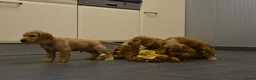 Engelse Cocker Spaniel honden te koop: Engelse Cocker Spaniel pups - Advertentie 25