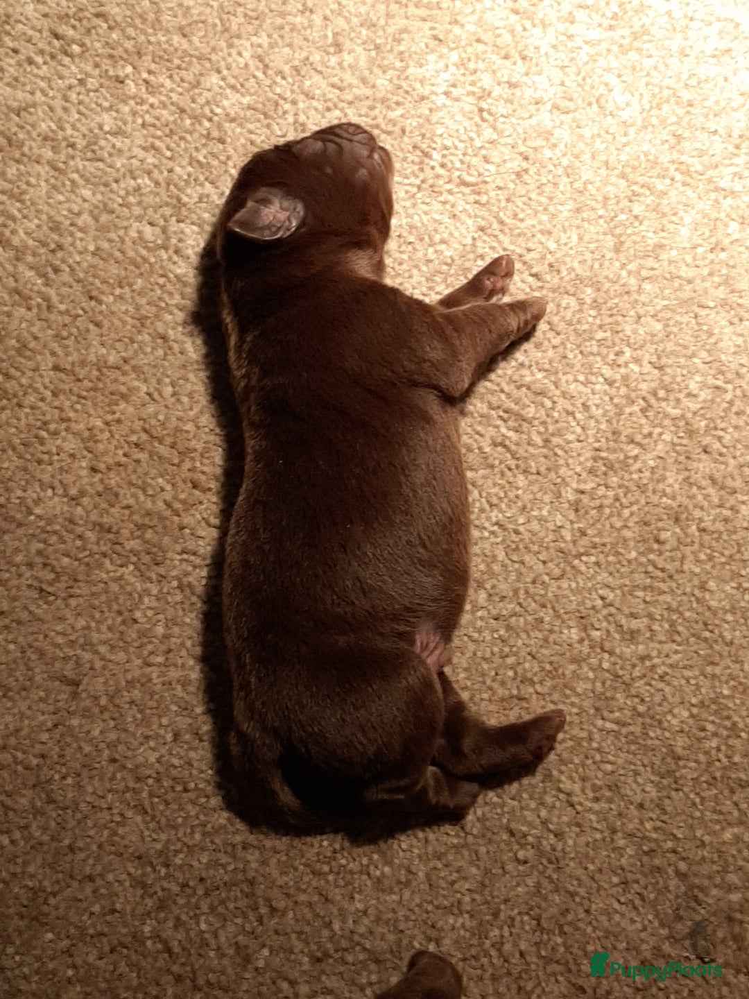 Labrador Retriever honden te koop: Labrador Retriever pups met stamboom - Advertentie 13