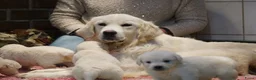 Golden Retriever honden te koop: Golden Retriever Pups met Stamboom. - Advertentie 22