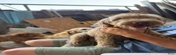 Labradoodle honden te koop: Mooie mini Labradoodle pups! - Advertentie 2