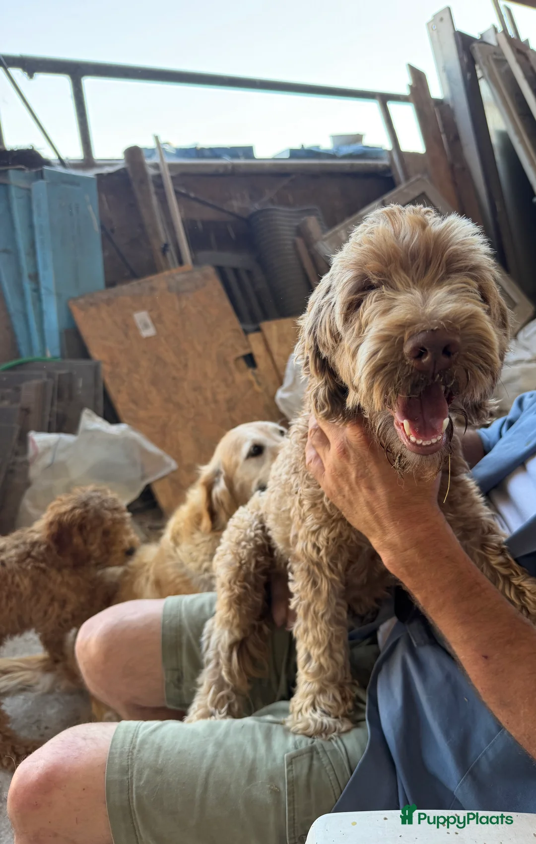 Labradoodle honden te koop: Mooie mini Labradoodle pups! - Advertentie 2