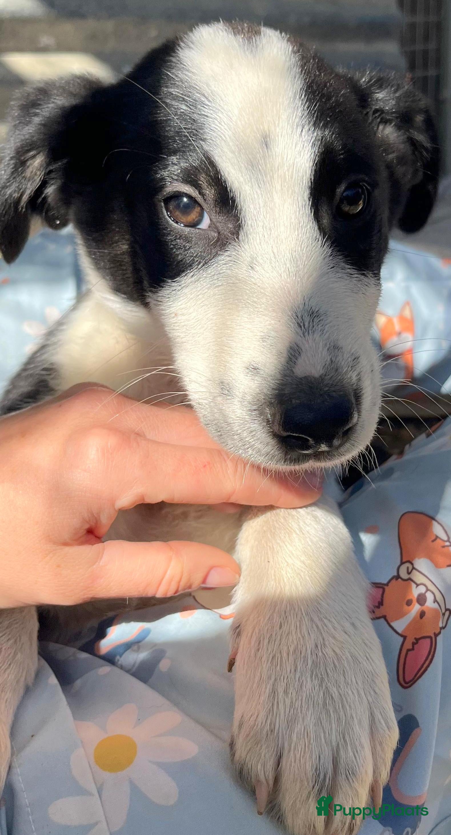 Kruising honden Dimmy wat een schatje zoekt een baasje  - Advertentie 1