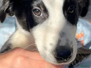 Kruising honden ter adoptie: Dimmy wat een schatje zoekt een baasje - Advertentie 3