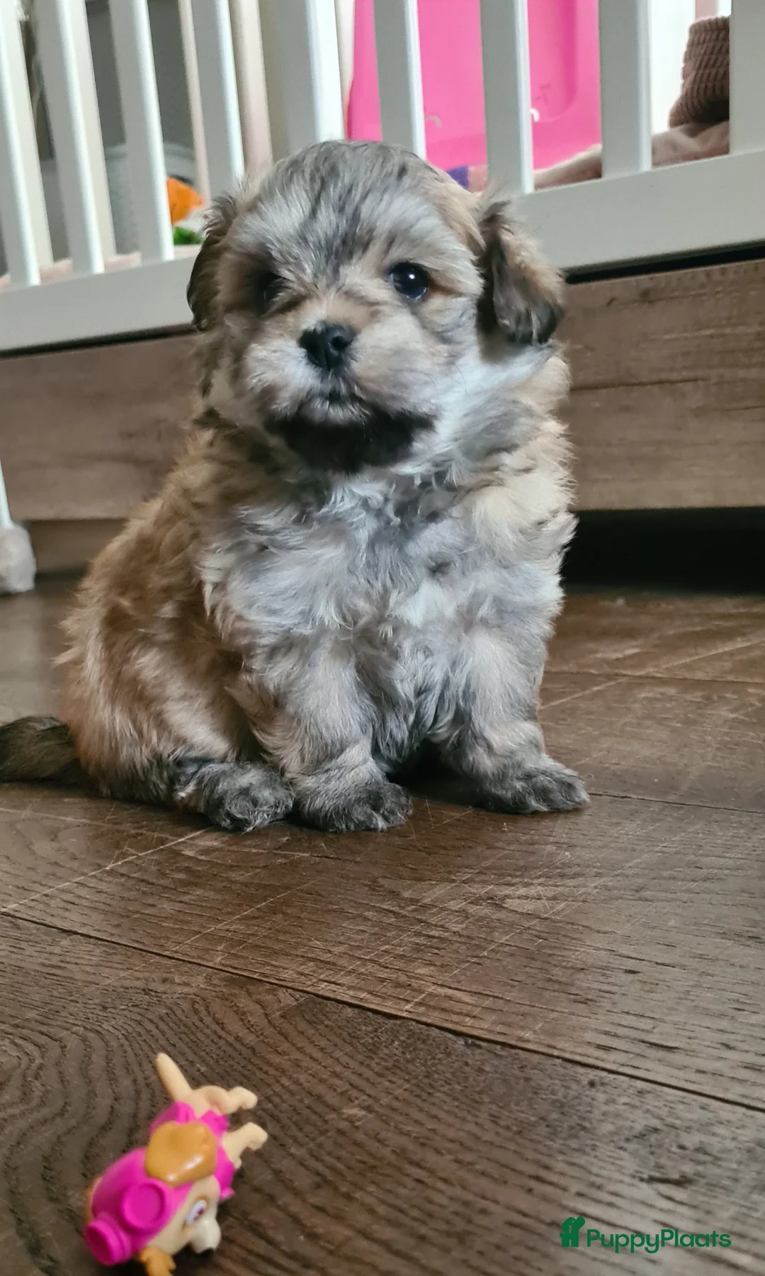 Maltipom honden te koop: Prachtig Lieve,shipom in ons gezin opgegroeid - Advertentie 19