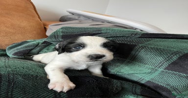 Engelse Springer Spaniel honden - Advertentie 9