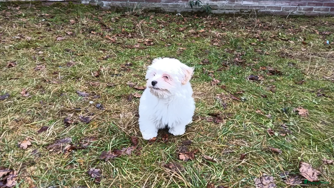 Kruising honden te koop: Leuke  lieve kleine boomer - Advertentie 2