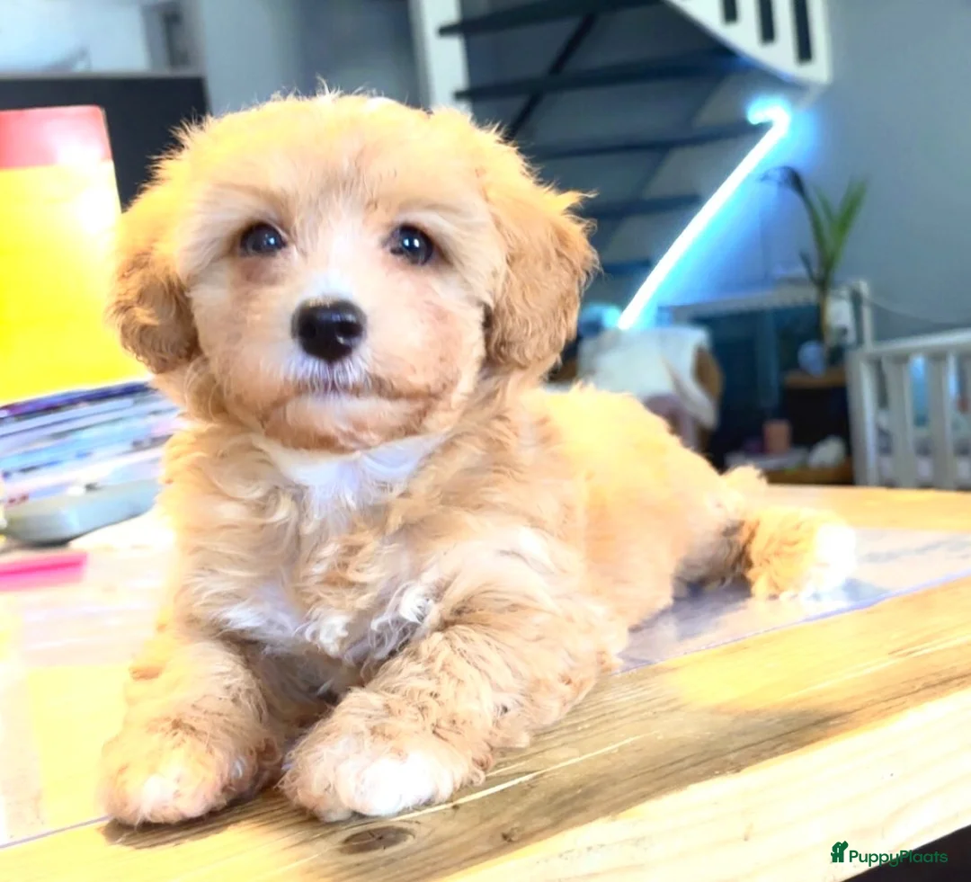 Maltipoo honden te koop: Maltipoo pup  - Advertentie 1