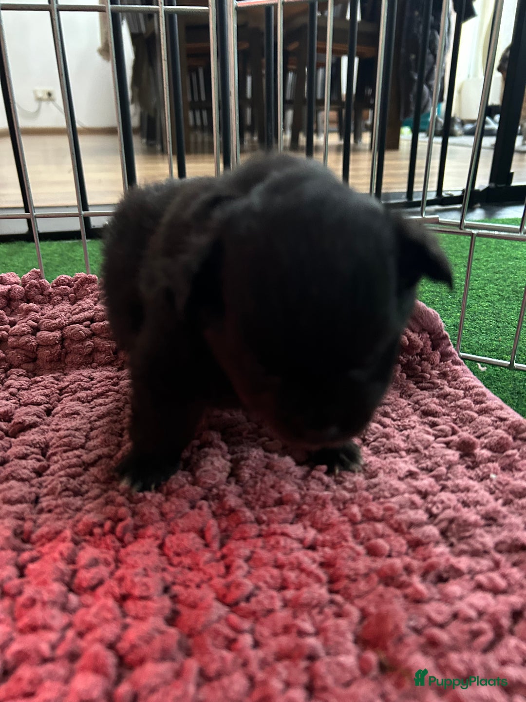 Pomchi honden te koop: Pomchi reutje - Advertentie 24