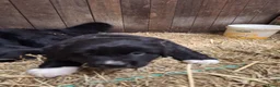 Kruising honden te koop: Kruising pups in Ljussens - Advertentie 17