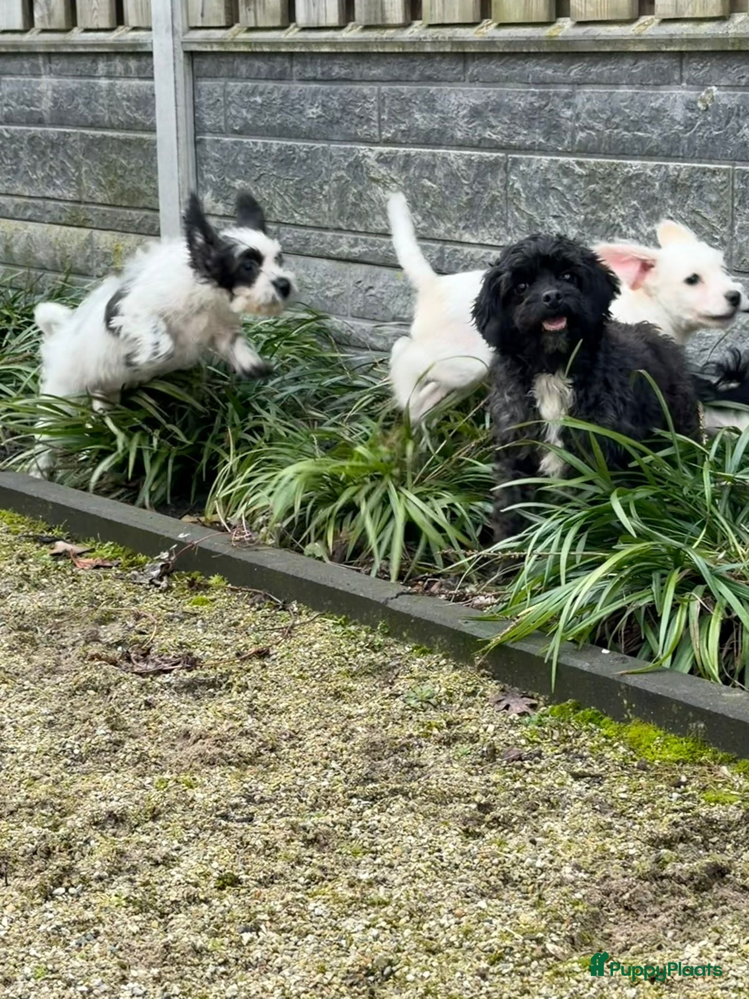 Maltipoo honden Nog 2 maltipoo reutjes beschikbaar  - Advertentie 1