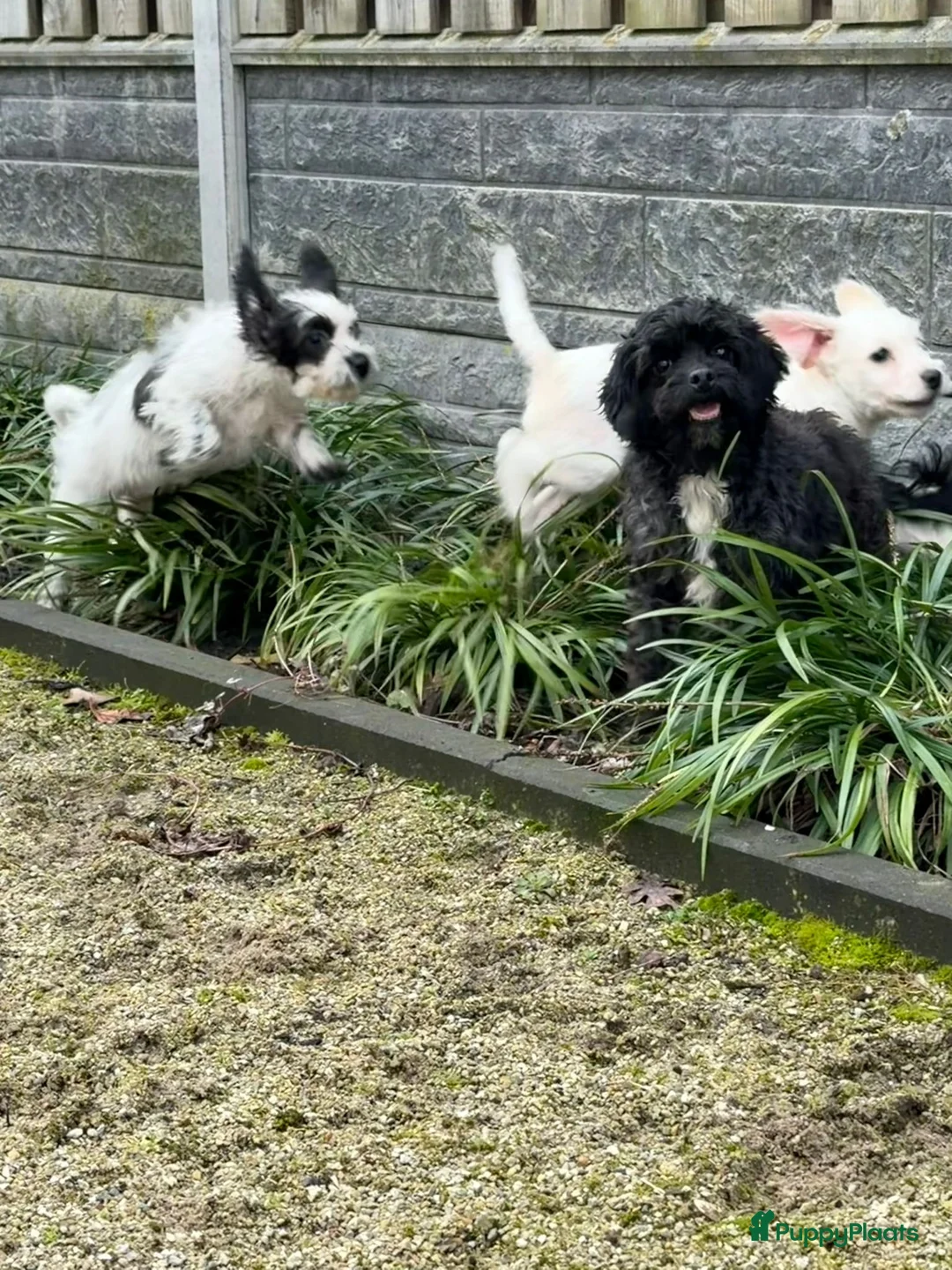 Maltipoo honden te koop: Nog 2 maltipoo reutjes beschikbaar  - Advertentie 1