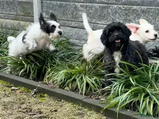 Maltipoo honden Nog 2 maltipoo reutjes beschikbaar - Advertentie 1