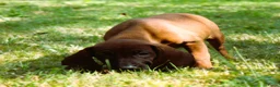 Kruising honden te koop: Bayerische gebirgssweishund - Advertentie 14