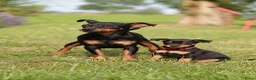 Dwergpinscher honden te koop: Dwergpincher puppy's aangeboden  - Advertentie 2