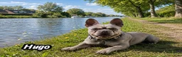 Franse Bulldog honden ter dekking: Franse bulldog dekreu - Advertentie 2