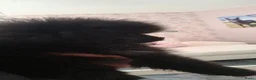 Pomeriaan honden te koop: Pomeriaan puppy  - Advertentie 9