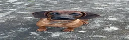 Kruising honden te koop: Bayerische gebirgssweishund - Advertentie 3