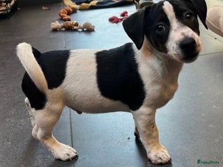 Jack Russel Terriër honden - Advertentie 6