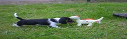 Ruwhaar Teckel honden te koop: Nest Ruwhaar Piebald Dwergteckels - Advertentie 9