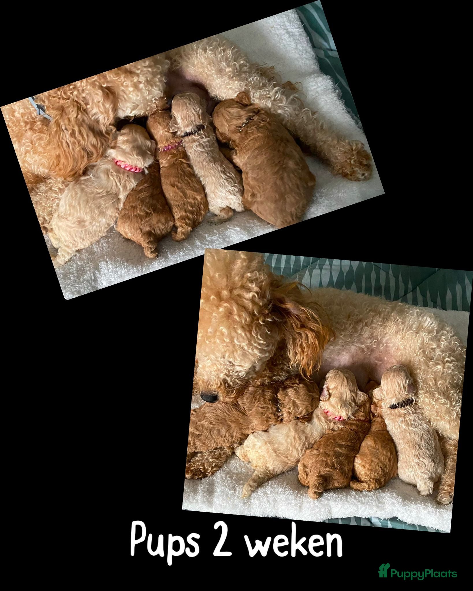 Dwergpoedel honden te koop: Dwergpoedel  - Advertentie 1