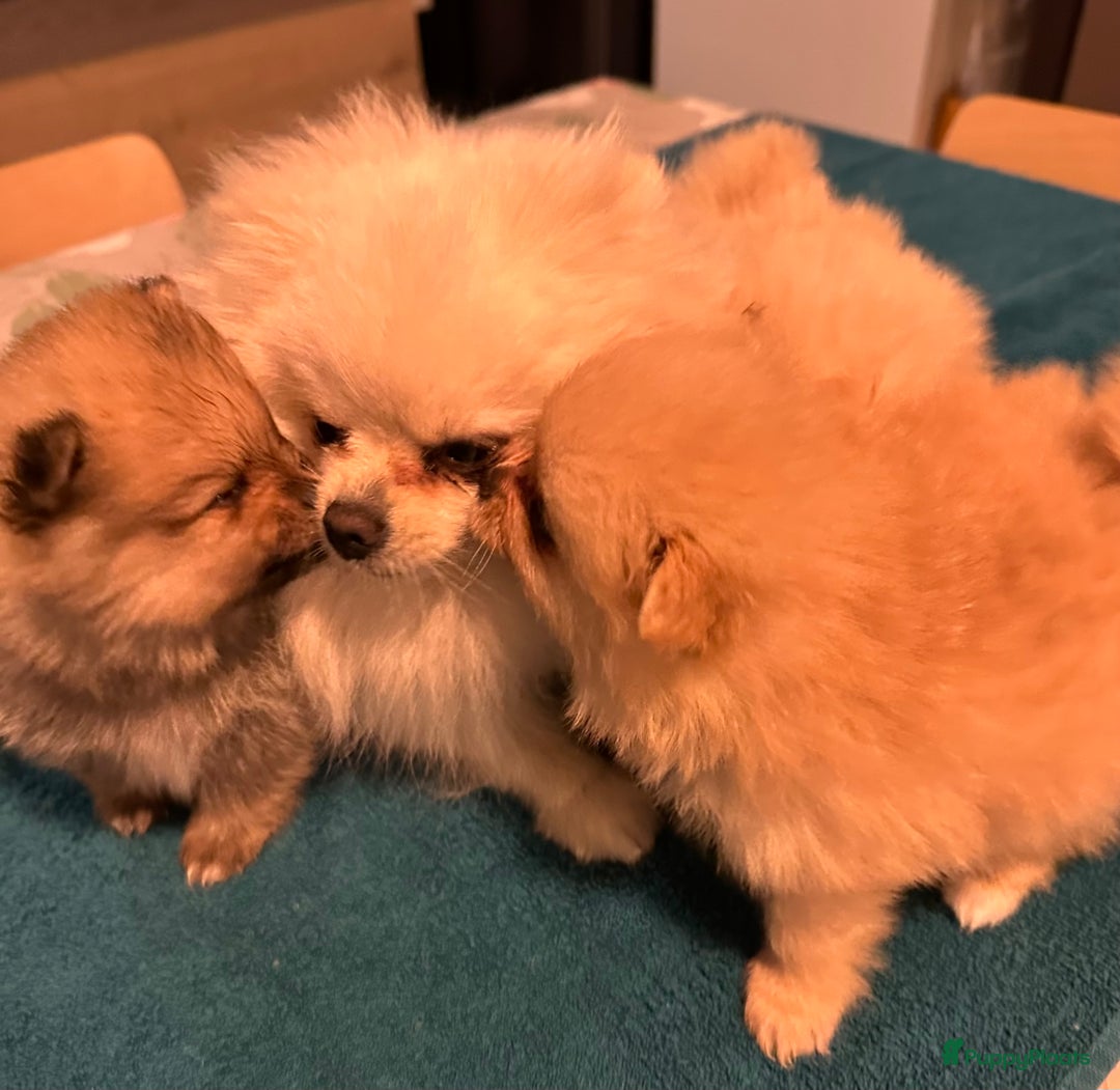 Pomeriaan honden te koop: Pomeriaan puppy’s  - Advertentie 5