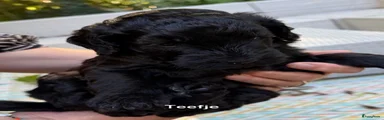 Labradoodle 2