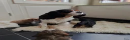 Cavapoo honden te koop: Prachtige cavapoo pupjes! - Advertentie 2