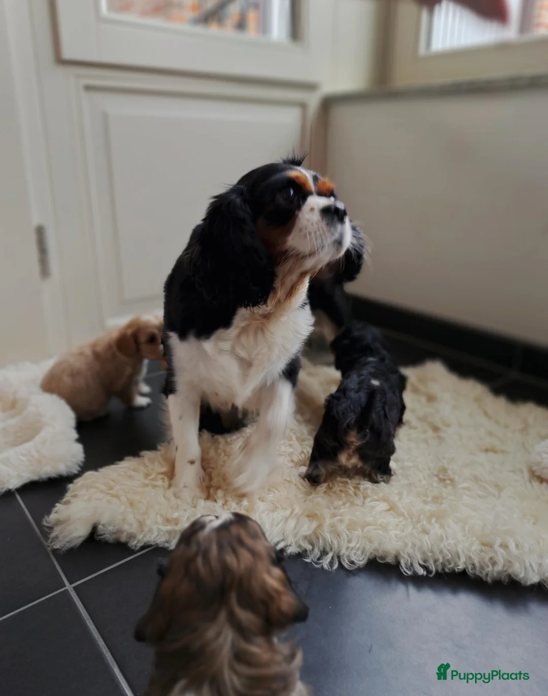 Cavapoo honden te koop: Prachtige cavapoo pupjes! - Advertentie 2