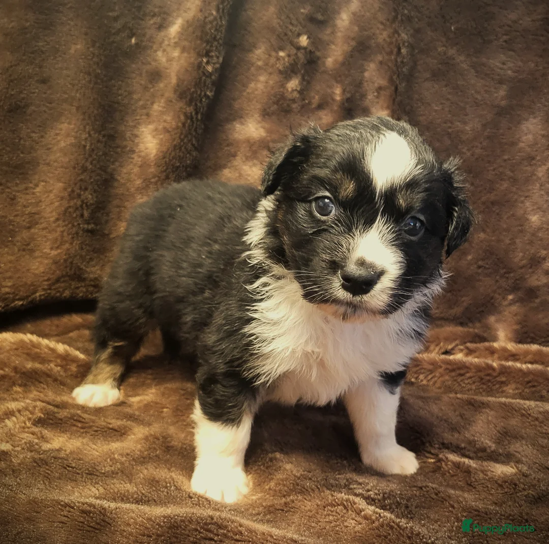 Australian Shepherd honden te koop: Aiustralian Shepherd teefje met FCI Stamboom - Advertentie 3