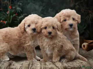 Maltipoo honden Maltipoo pups - Advertentie 1