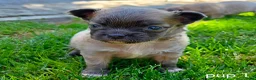 Chihuahua honden te koop: Chihuahua pups - Advertentie 3