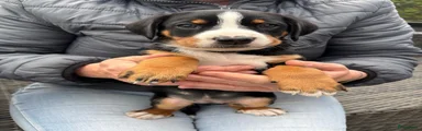 Appenzeller Sennenhond Puppy 5
