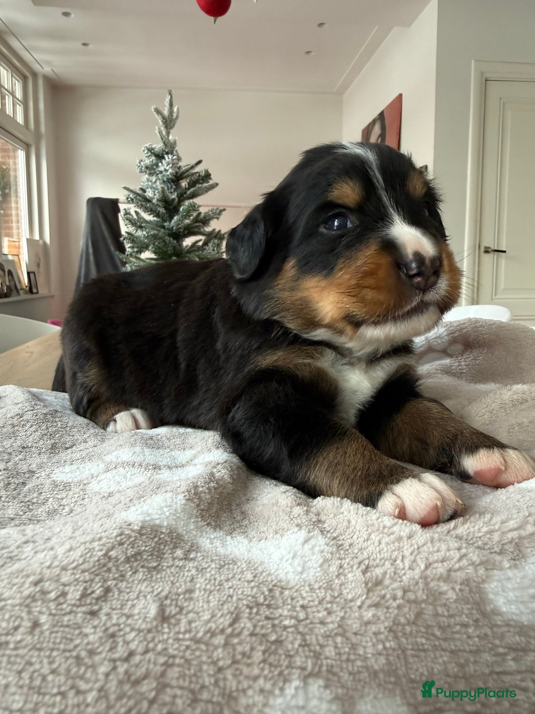 Berner Sennenhond honden te koop: Berner Sennen puppy's zoeken een liefdevol huis - Advertentie 20