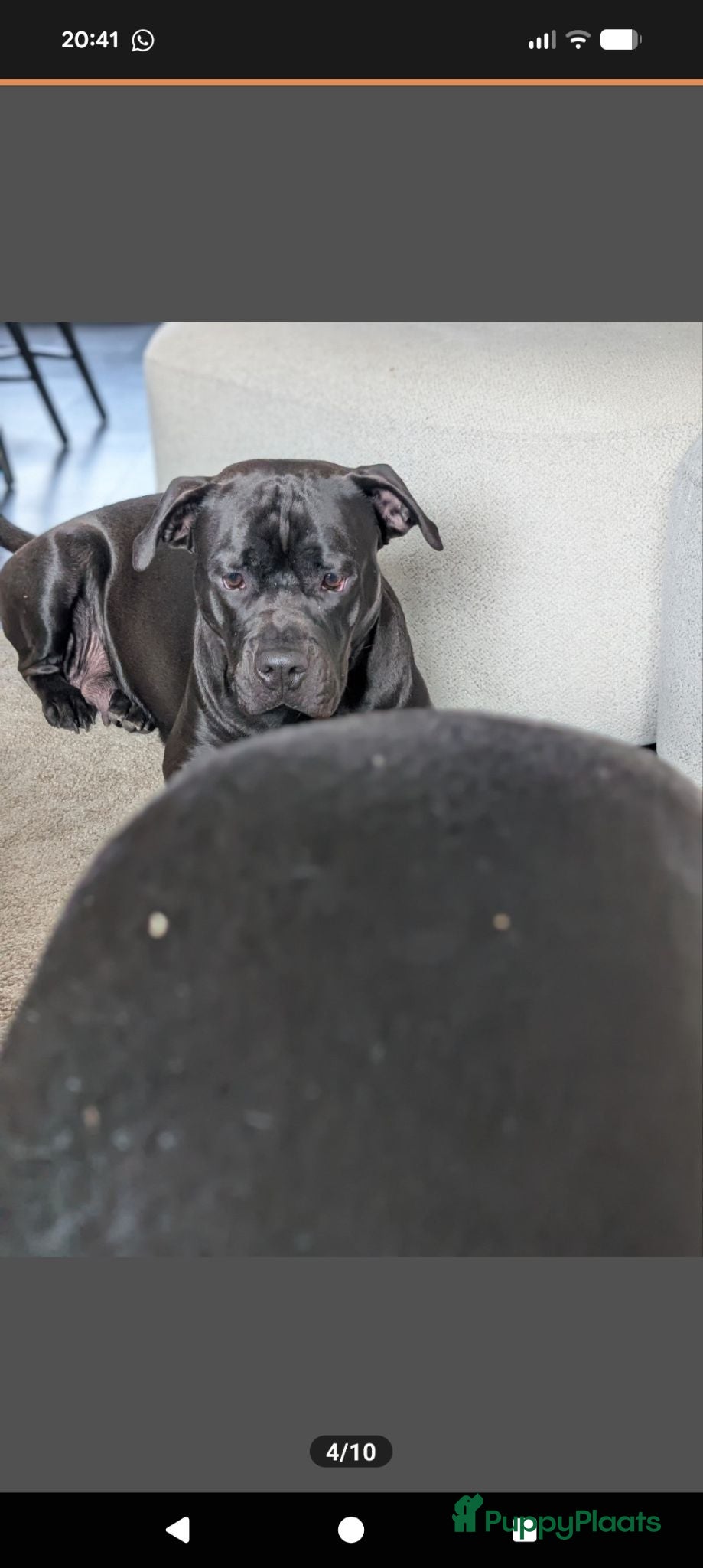 Kruising honden Lieve gesocialiseerd pups zoeken 4 ever home - Advertentie 12