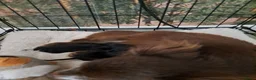 Chihuahua honden te koop: Zeer mooie chihuahua pupjes  - Advertentie 8
