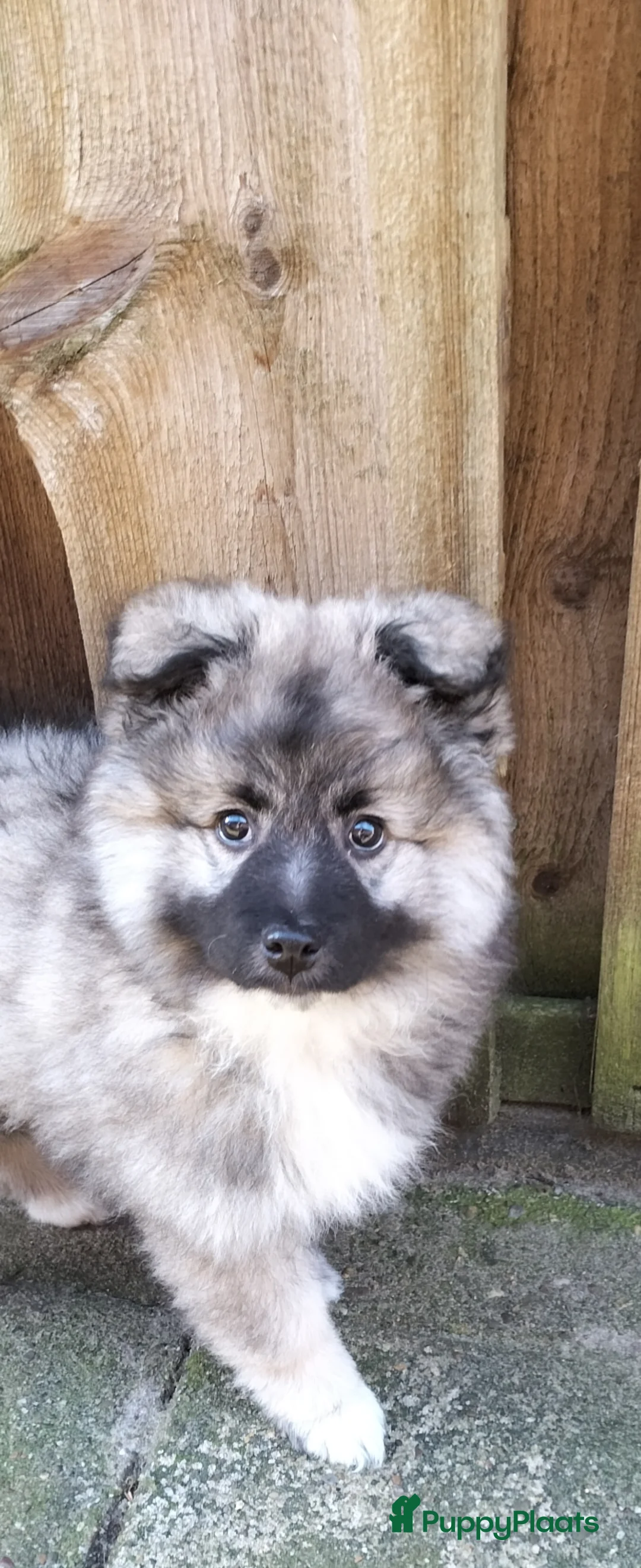 Keeshond honden te koop: Middenslag keeshond pup - Advertentie 2