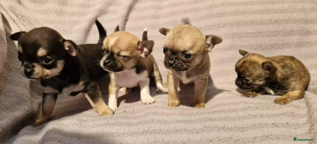 Chihuahua honden te koop: Knap wildkleur chihuahua teefje - Advertentie 16
