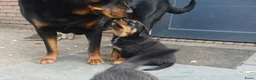 Rottweiler honden te koop: Super leuke en lieve rottweiler pups - Advertentie 2