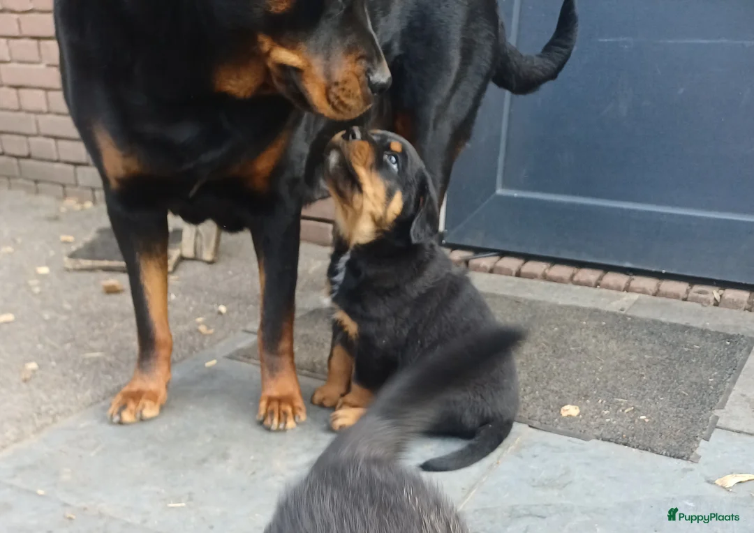 Rottweiler honden te koop: Super leuke en lieve rottweiler pups - Advertentie 2