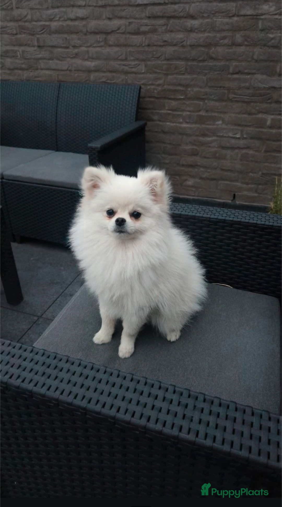 Pomeriaan honden Witte Pomeriaan pup te koop!  - Advertentie 10