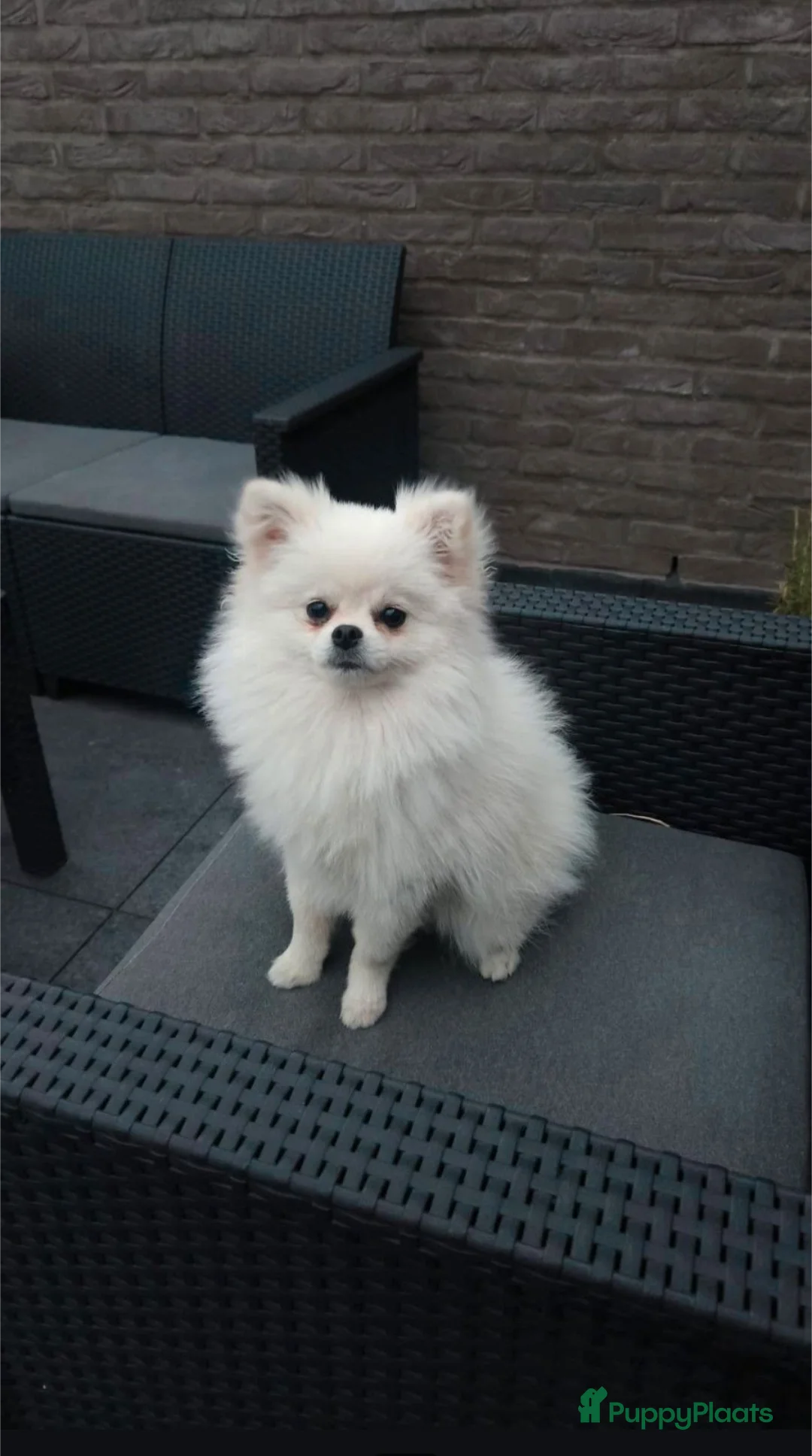 Pomeriaan honden te koop: Witte Pomeriaan pup te koop!  - Advertentie 1